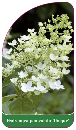 Hydrangea paniculata 'Unique'