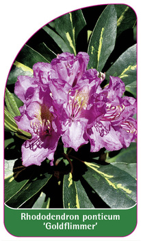 Rhododendron ponticum 'Goldflimmer'