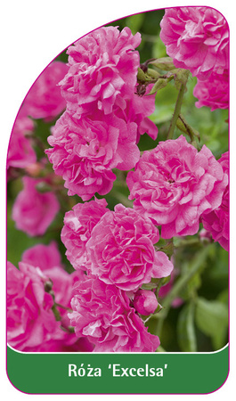 Rosa 'Excelsa'