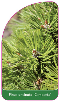 Pinus uncinata 'Compacta'