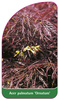 Acer palmatum 'Ornatum'