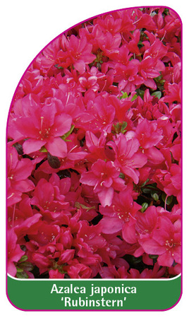 Azalea japonica 'Rubinstern'