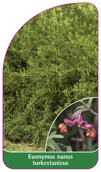 Euonymus nanus turkestanicus