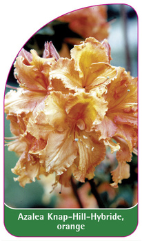 Azalea Knap-Hill-Hybride, orange