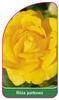 Róza parkowa Nr. 400