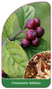 Cotoneaster bullatus