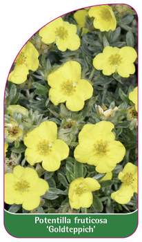 Potentilla fruticosa 'Goldteppich'