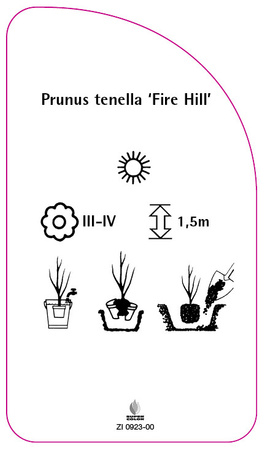 Prunus tenella 'Fire Hill'