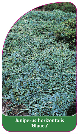Juniperus horizontalis 'Glauca'