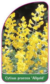 Cytisus praecox 'Allgold'