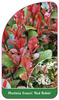 Photinia fraseri 'Red Robin'