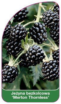 Jezyna bezkolcowa 'Merton Thornless'