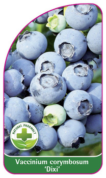 Vaccinium corymbosum 'Dixi'