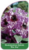 Rhododendron-Hybride 'Blue Boy'