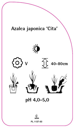 Azalea japonica 'Cita'