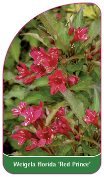 Weigela florida 'Red Prince'