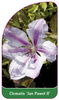 Clematis 'Jan Pawel II'