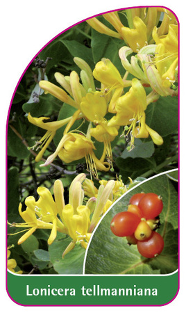 Lonicera tellmanniana