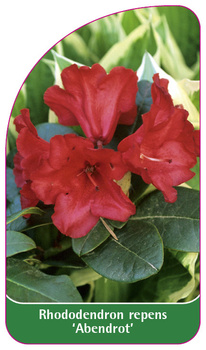 Rhododendron repens 'Abendrot'