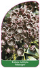 Kalmia latifolia 'Midnight'