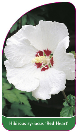 Hibiscus syriacus 'Inimă roșie'