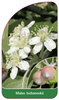 Malus tschonoskii
