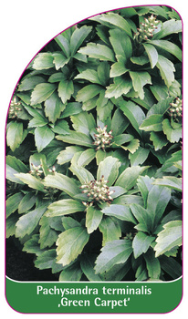 Pachysandra terminalis ,Green Carpet'