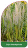 Stipa brachytricha