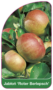 Jabłoń 'Roter Berlepsch'