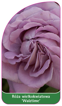Róza wielkokwiatowa 'Walztime'