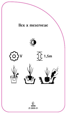 Ilex x meservae
