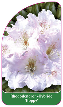 Rhododendron-Hybride 'Hoppy'