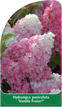 Hydrangea paniculata 'Vanilla Fraise'