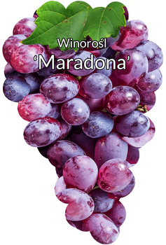 Winorośl Pg12 /  Maradona