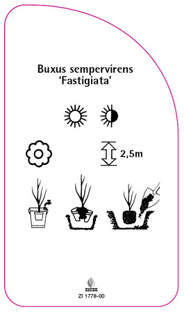 Buxus sempervirens 'Fastigata'