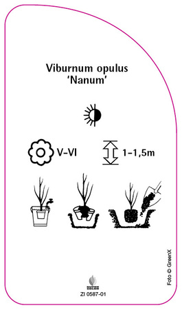 Viburnum opulus 'Nanum'