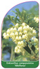 Enkianthus campanulatus 'Albiflorus'