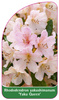 Rhododendron yakushimanum 'Yaku Queen'