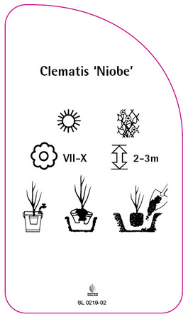 Clematis 'Niobe'