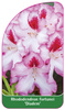 Rhododendron fortunei 'Diadem'