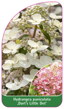 Hydrangea paniculata 'Dart´s Little Dot'