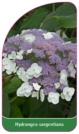 Hydrangea sargentiana