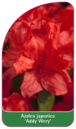 Azalea japonica 'Addy Wery'