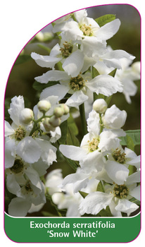 Exochorda serratifolia 'Snow White'