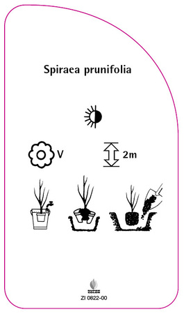 Spiraea prunifolia