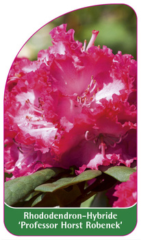 Rhododendron-Hybride 'Professor Horst Robenek'