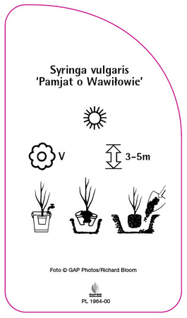 Syringa vulgaris 'Pamjat o Wawilowie'