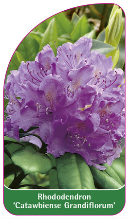 Rhododendron 'Catawbiense Grandiflorum'