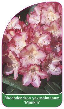 Rhododendron yakusimanum 'Minikin'