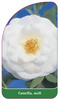 Camellia, weiß